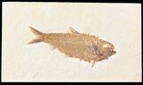 Large, Knightia Fossil Fish - Wyoming #78314-1